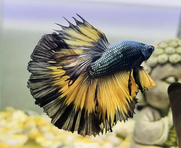 Sự Trỗi Dậy Của Betta Koi Galaxy: 