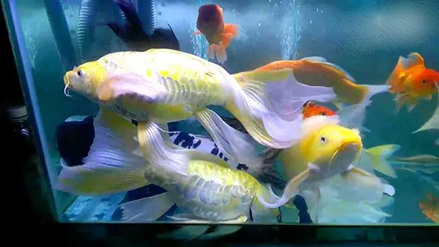 Cá Chép Phụng Và Koi Mini: Lựa Chọn Đẳng Cấp Cho Hồ Cá Phong Thủy Tại Bình Dương