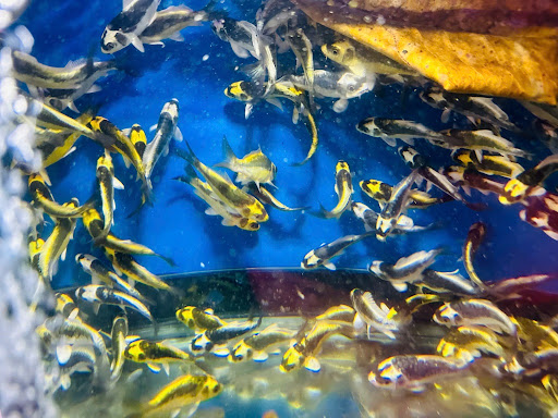 Cá Chép Phụng Và Koi Mini: 