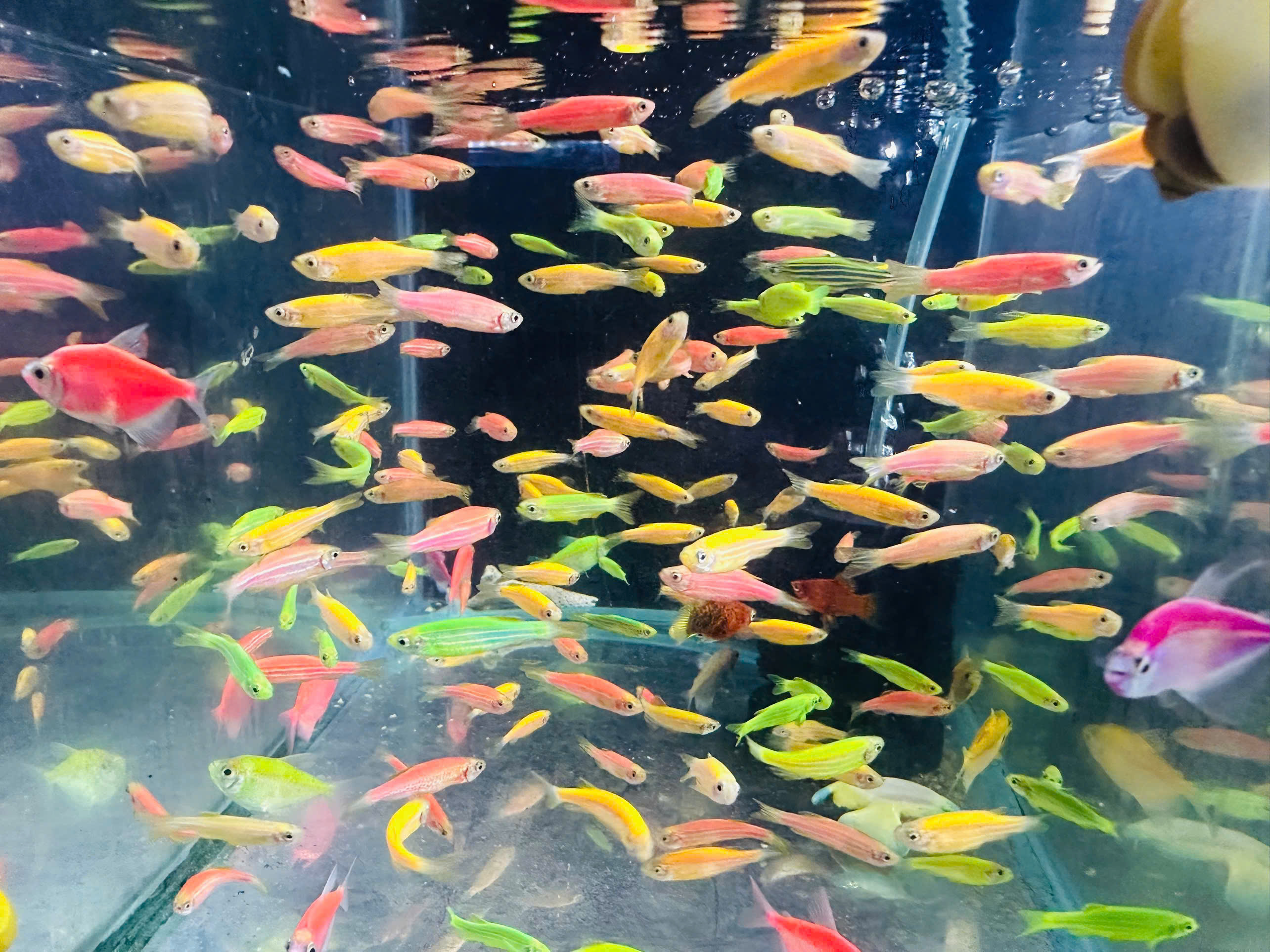 Cá Dạ Quang Dĩ An: Bí Quyết Setup Bể Cá Thủy Sinh Đầy Màu Sắc Tại Anh Thư