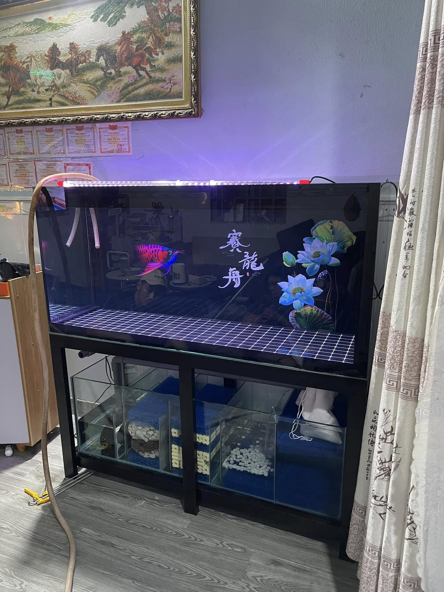 Bể Cá Rồng Lọc Tràn Dưới Cao Cấp Giá Tốt | Cá Cảnh Anh Thư