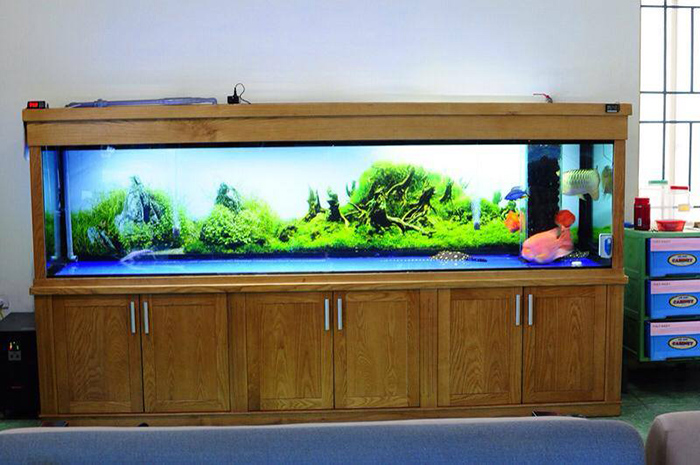 Thi Công Thiết Kế Hồ Cá Rồng | Làm Hồ Cá Rồng