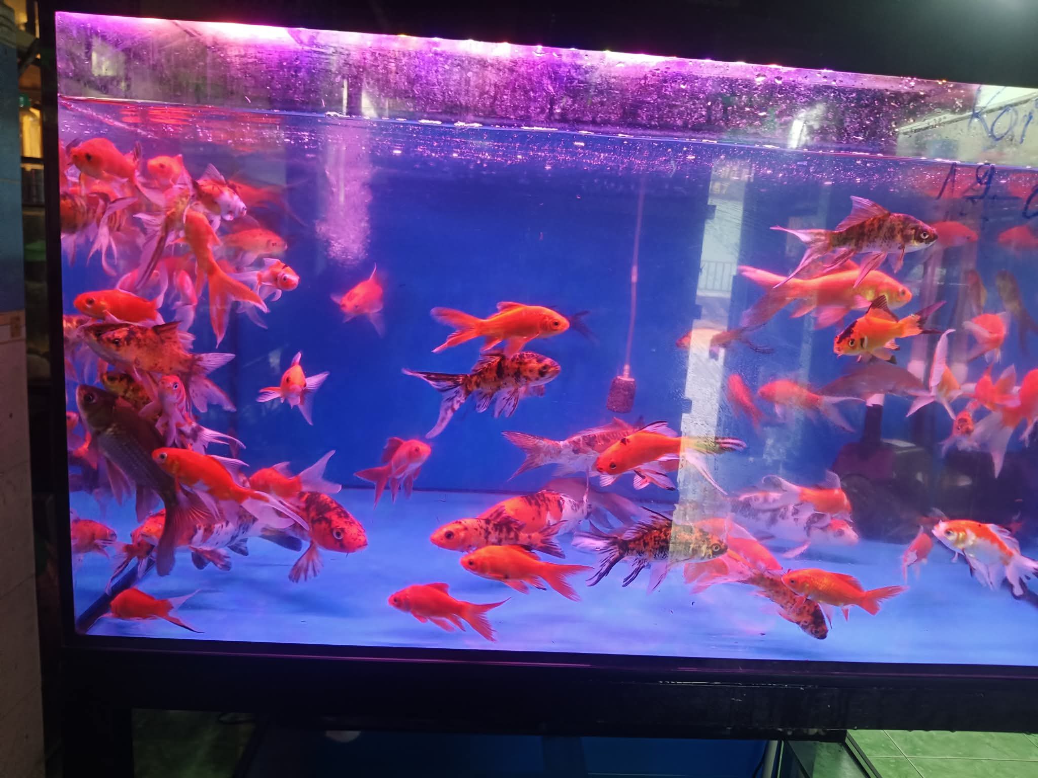 Cá Chép Nemo, Chép Koi Mini Đẹp Giá Rẻ | Cá Cảnh Anh Thư Dĩ An
