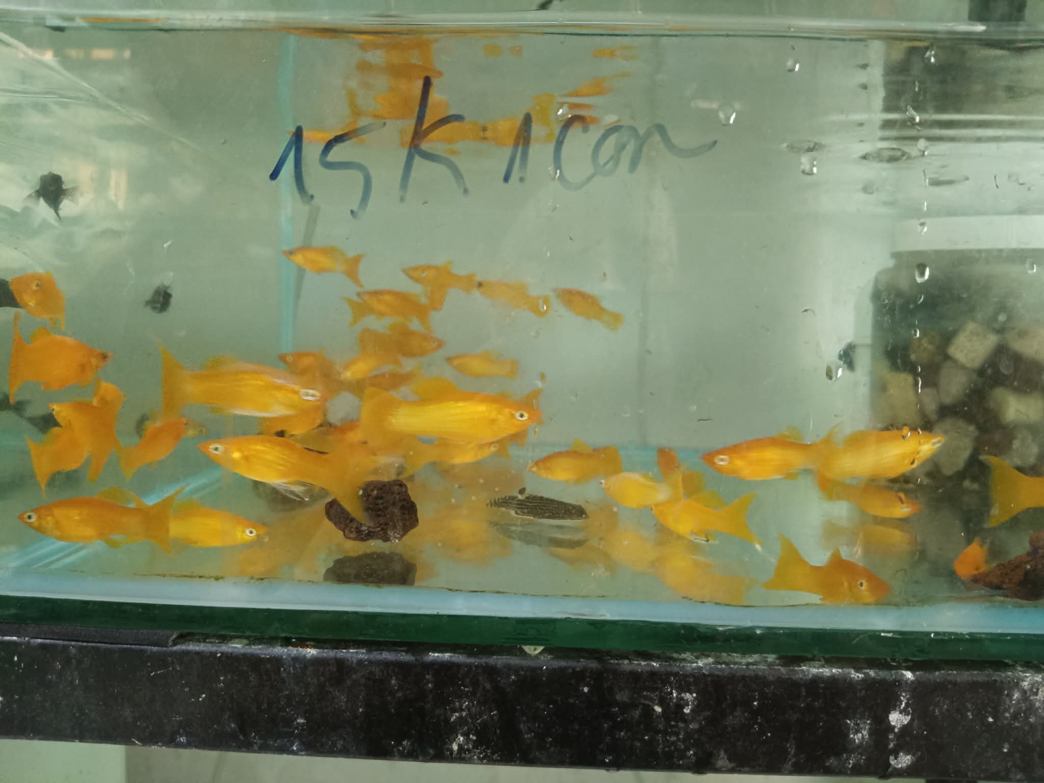 Cá Hồng Kim Kiếm Đuôi Dài Đẹp Giá Rẻ 15k | Cá Cảnh Anh Thư