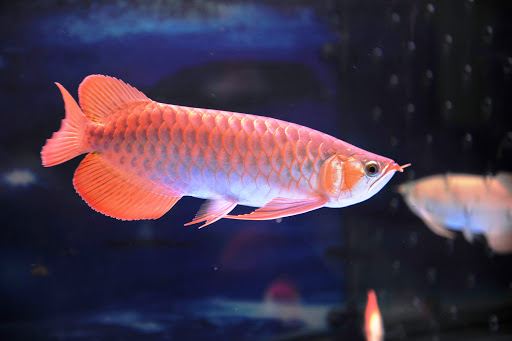 Cá Rồng Huyết Long Supper RED Size 28-30cm