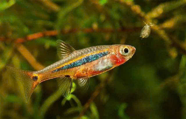 Cá Trâm Thủy Sinh – 