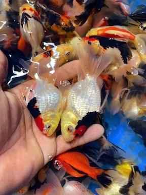 Cá Vàng Oranda Kiribati (Đỏ Trắng Đen) Cực Phẩm – Cá Cảnh Anh Thư Dĩ An