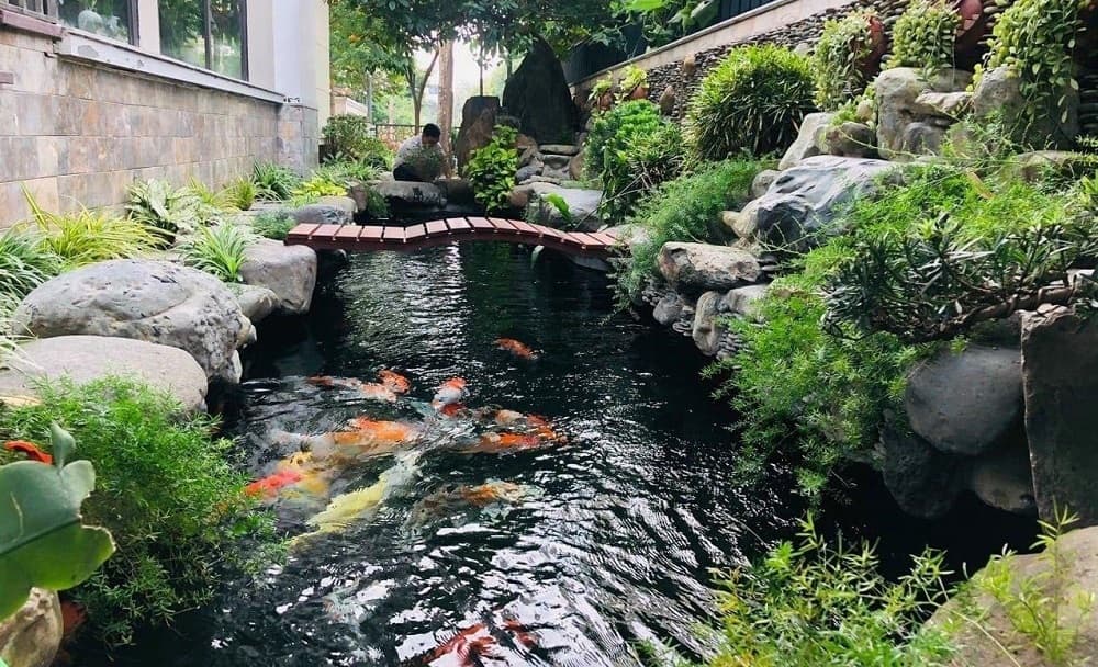 Hồ Cá Koi