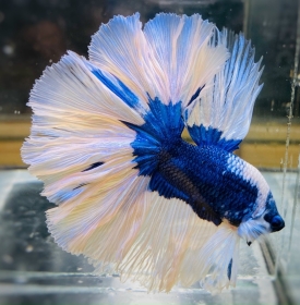 Halfmoon Trắng Xanh