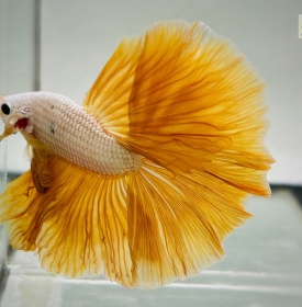 Yellow Dragon Halfmoon